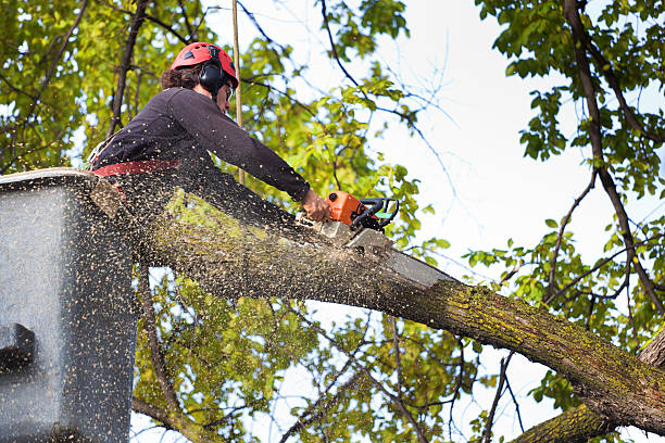 How Our Tree Care Process Works  in  Ladoga, IN